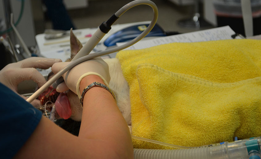 canine dental cleaning bend oregon animal hospital